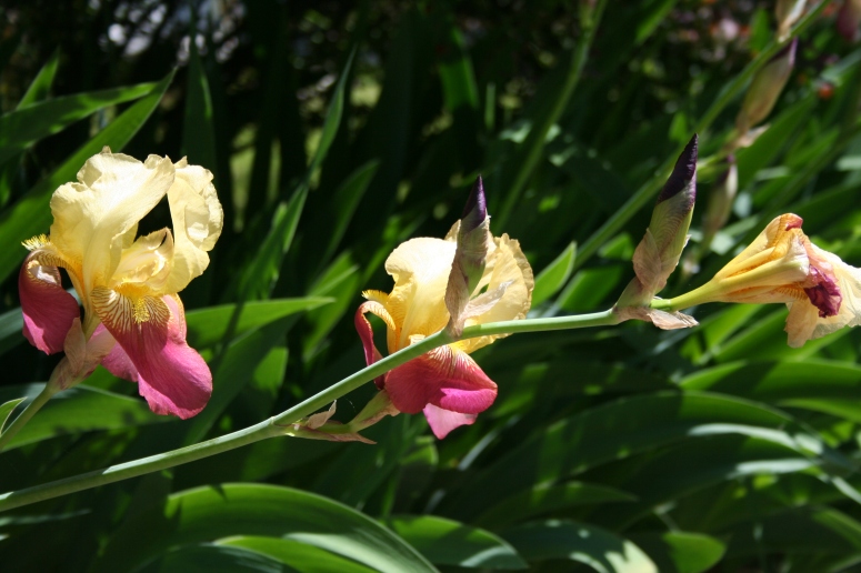 Yellow and Pink Iris Stem Copyright 2015 by R.A. Robbins